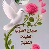 addihammadi