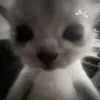 liliana.smolarek6