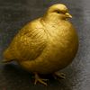 gold pigeon