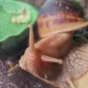 snail.man.com