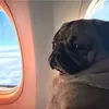 pespequ