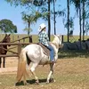 tintinjela