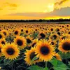 sunflower_101483