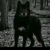 lotfiayoub27
