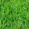 bewithgrass2