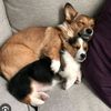 corgi.cuddles