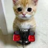 leon.stz2