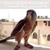 سويت حسابي الساعه خمس الصبح
