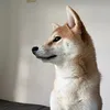 kurikote01