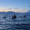 Whales of Arctic Norway