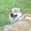 rhynenanox