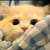 kittycute092
