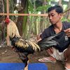 kandang bjf2