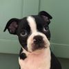 Maple_Rose_theboston