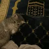 hai_313i
