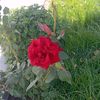 ruslan.bayramow0