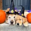 .lucaspaws