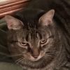 yourdailydoseofcats0