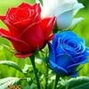thonguyen.xanh