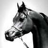 الخيل عربية الأصيلة 🐎