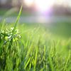 grass_man21