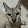 o.gato.canela