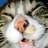 gatoaustronauta27