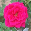 may.khin752