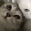 slameuamigo_