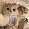 alittle_meow