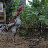imelza.farm