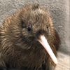 kyle_the_kiwi_bird