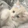 str4wb3rry_c00kie2