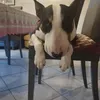 bull.terrier25