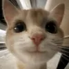 aivo_mata