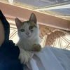 vhya721