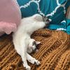 cat.love.67