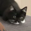 hryzkocat4
