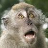 monkeytv62
