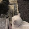 lallamoustapha3