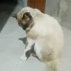 quizdochuvisco3