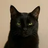 smokey.o.gato