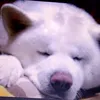 otho_o_cachorro