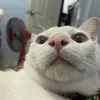 bua_loi