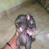 pler_ngaceng_mulu