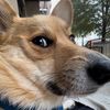 freddie_the_corgi