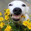 goofy.paws3
