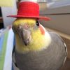 parrotonduty