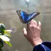 augjdz_7