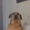 mapdoon123